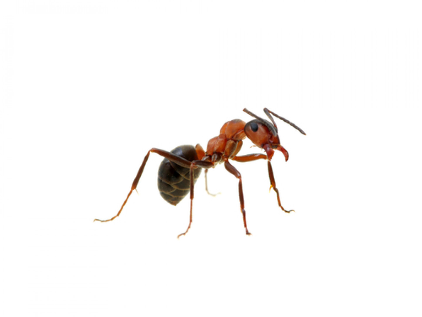 Ant Exterminators | Sanford & Lake Mary, FL | Gager Pest Control Inc.